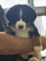 Livi's Dark Blue Boy , a male Bernese Mountain Dog for sale in Springfield, OH – 2 of 7