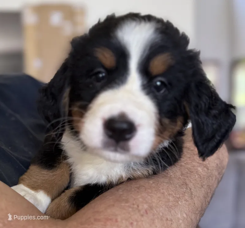 Leia's Lime Girl  – Bernese Mountain Dog puppy for sale in Springfield, OH
