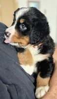 Leia's Orange Girl , a female Bernese Mountain Dog for sale in Springfield, OH – 2 of 9