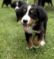 Gracie, a female Bernese Mountain Dog for sale in Springfield, OH – 3 of 10