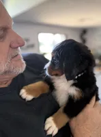 Livi's Black Boy , a male Bernese Mountain Dog for sale in Springfield, OH – 5 of 9