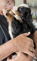 Leia's Tan Boy, a male Bernese Mountain Dog for sale in Springfield, OH – 4 of 6