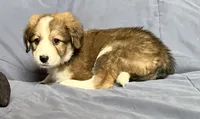 Pinky, a female Bernese Mountain Dog and Great Pyrenees for sale in Springfield, OH – 5 of 10