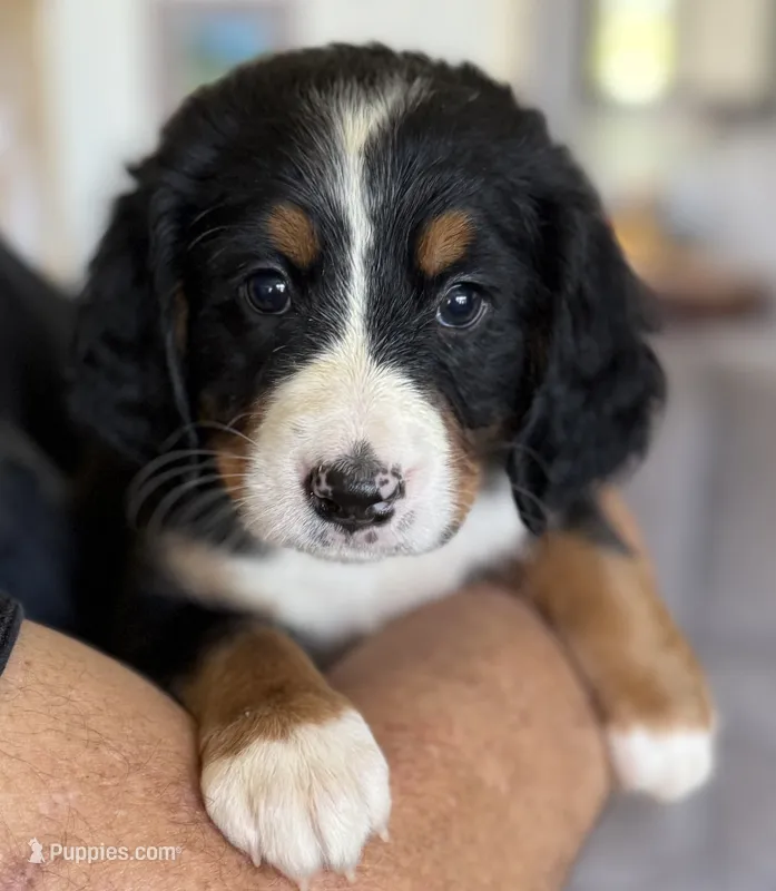 Livi's Yellow Girl – Bernese Mountain Dog puppy for sale in Springfield, OH