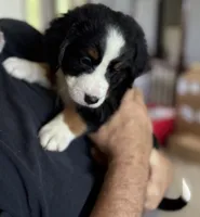 Livi's Green Boy, a male Bernese Mountain Dog for sale in Springfield, OH – 3 of 8