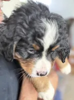 Leia's Orange Girl , a female Bernese Mountain Dog for sale in Springfield, OH – 7 of 9