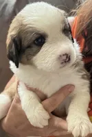 Ocean, a female Bernese Mountain Dog and Great Pyrenees for sale in Springfield, OH – 4 of 10