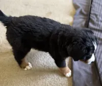 Livi's Black Boy , a male Bernese Mountain Dog for sale in Springfield, OH – 6 of 9