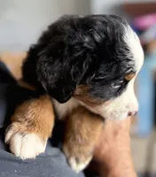 Leia's Green Boy , a male Bernese Mountain Dog for sale in Springfield, OH – 3 of 9