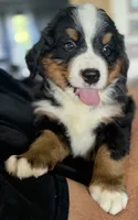 Leia's Brown Boy , a male Bernese Mountain Dog for sale in Springfield, OH – 3 of 9