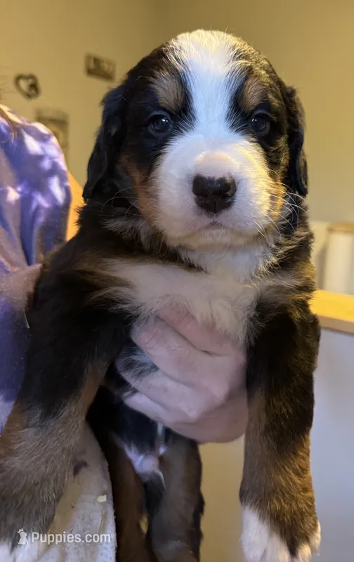 Leia's Boy #2 – Bernese Mountain Dog puppy for sale in Springfield, OH