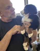 Livi's Red Boy , a male Bernese Mountain Dog for sale in Springfield, OH – 4 of 10
