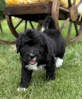 Chrissy, a female Bernedoodle for sale in Springfield, OH – 2 of 5