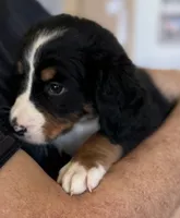 Livi's Yellow Girl, a female Bernese Mountain Dog for sale in Springfield, OH – 2 of 6