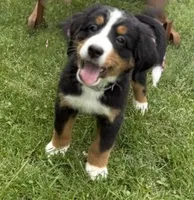 Gracie, a female Bernese Mountain Dog for sale in Springfield, OH – 5 of 10