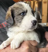 Pinky, a female Bernese Mountain Dog and Great Pyrenees for sale in Springfield, OH – 8 of 10
