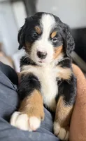 Leia's Dark Blue Boy , a male Bernese Mountain Dog for sale in Springfield, OH – 1 of 8