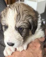 Pinky, a female Bernese Mountain Dog and Great Pyrenees for sale in Springfield, OH – 2 of 10