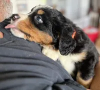 Leia's Orange Girl , a female Bernese Mountain Dog for sale in Springfield, OH – 5 of 9