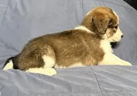 Pinky, a female Bernese Mountain Dog and Great Pyrenees for sale in Springfield, OH – 7 of 10