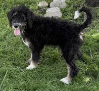Candy, a female Bernedoodle for sale in Springfield, OH – 6 of 9