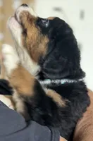 Leia's Aqua Girl, a female Bernese Mountain Dog for sale in Springfield, OH – 2 of 6
