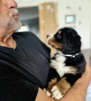 Leia's Black Boy , a male Bernese Mountain Dog for sale in Springfield, OH – 3 of 7