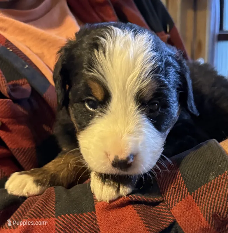 Leia's Boy #3 – Bernese Mountain Dog puppy for sale in Springfield, OH