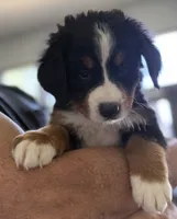 Livi's Black Boy , a male Bernese Mountain Dog for sale in Springfield, OH – 3 of 9