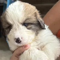 Gus, a male Bernese Mountain Dog and Great Pyrenees for sale in Springfield, OH – 2 of 10