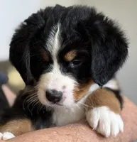 Livi's Dark Blue Boy , a male Bernese Mountain Dog for sale in Springfield, OH – 5 of 7