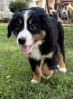 Lady, a female Bernese Mountain Dog for sale in Springfield, OH – 4 of 9