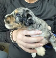 Chloe, a female Bernedoodle for sale in Springfield, OH – 1 of 4