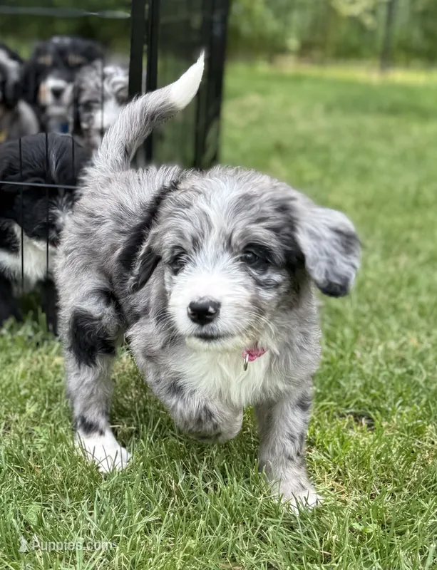 Chloe – Bernedoodle puppy for sale in Springfield, OH