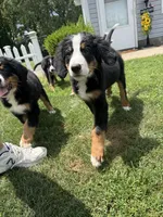Gentry, a male Bernese Mountain Dog for sale in Springfield, OH – 4 of 6