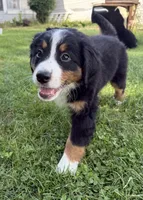 Lady, a female Bernese Mountain Dog for sale in Springfield, OH – 6 of 9