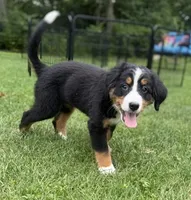 Gracie, a female Bernese Mountain Dog for sale in Springfield, OH – 4 of 10