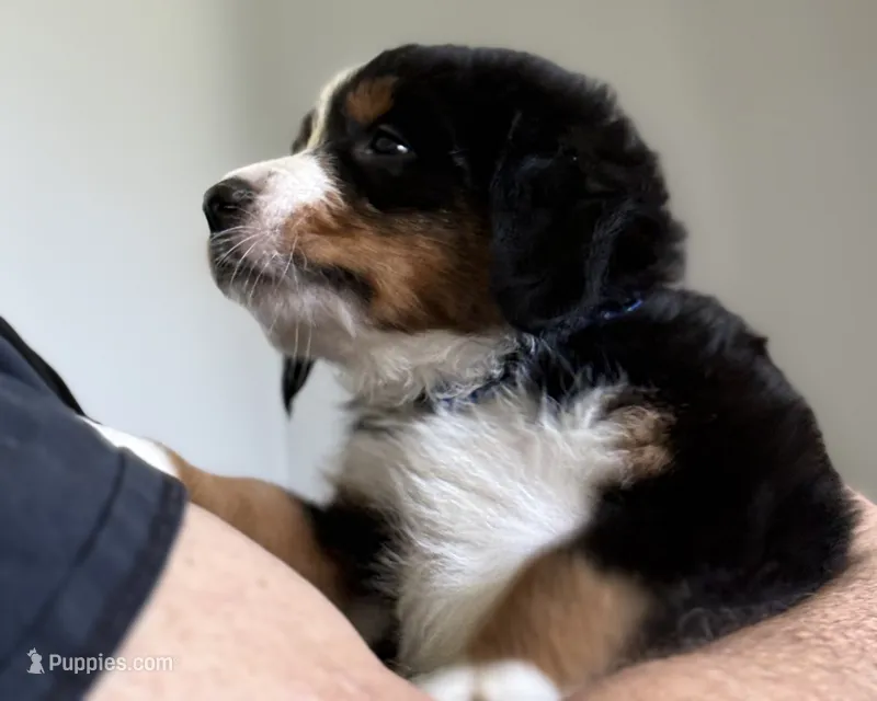 Livi's Dark Blue Boy  – Bernese Mountain Dog puppy for sale in Springfield, OH
