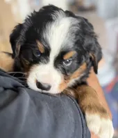 Leia's Brown Boy , a male Bernese Mountain Dog for sale in Springfield, OH – 2 of 9