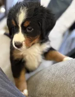 Livi's Black Boy , a male Bernese Mountain Dog for sale in Springfield, OH – 2 of 9
