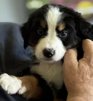 Livi's Red Boy , a male Bernese Mountain Dog for sale in Springfield, OH – 6 of 10