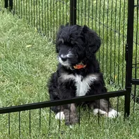 Candy, a female Bernedoodle for sale in Springfield, OH – 2 of 6
