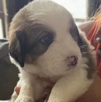 Ocean, a female Bernese Mountain Dog and Great Pyrenees for sale in Springfield, OH – 7 of 10