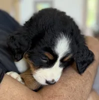 Livi's Light Blue Girl , a female Bernese Mountain Dog for sale in Springfield, OH – 3 of 9