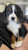 Livi's Lime Girl, a female Bernese Mountain Dog for sale in Springfield, OH – 4 of 6