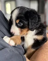 Leia's Dark Blue Boy , a male Bernese Mountain Dog for sale in Springfield, OH – 2 of 8