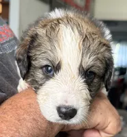 Pinky, a female Bernese Mountain Dog and Great Pyrenees for sale in Springfield, OH – 7 of 10