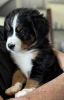 Livi's Lime Girl, a female Bernese Mountain Dog for sale in Springfield, OH – 3 of 6