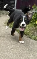Daisy, a female Bernese Mountain Dog for sale in Springfield, OH – 7 of 9