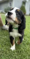 Georgie, a male Bernese Mountain Dog for sale in Springfield, OH – 4 of 10
